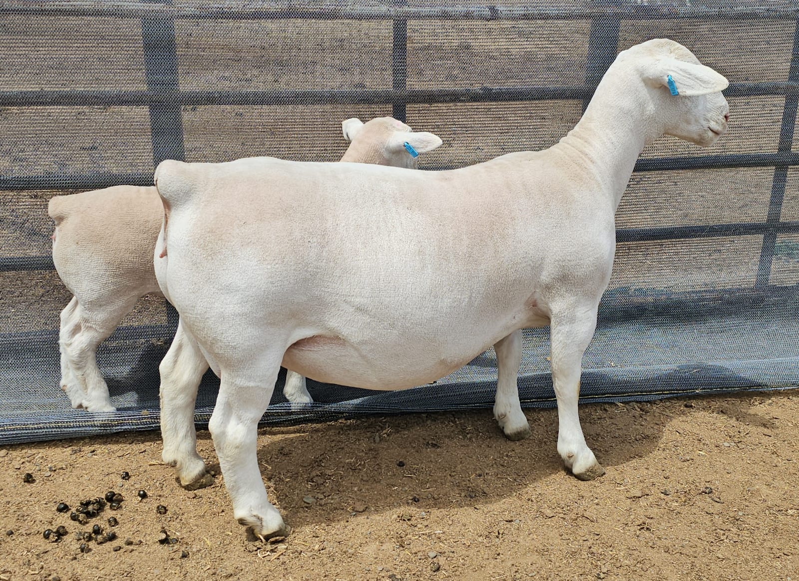 white dorper ewe